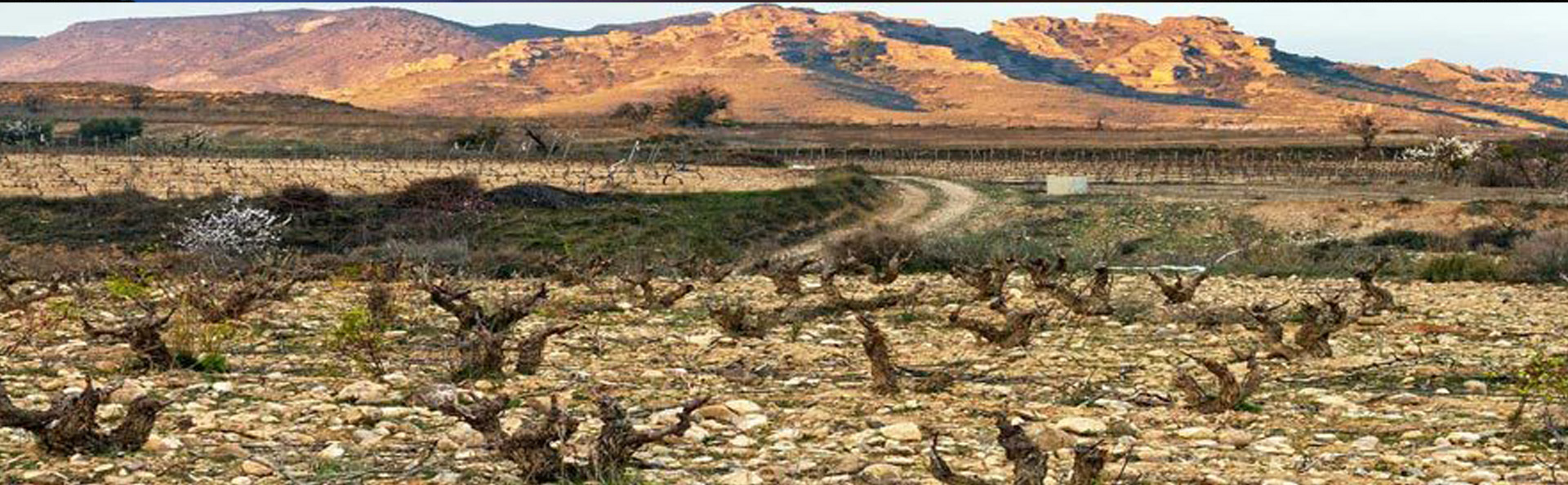Viñedos de la Bodega